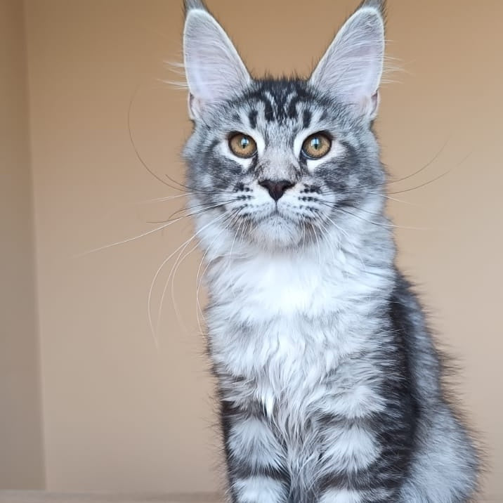 Darsia Maine Coon female, black silver ticked tabby