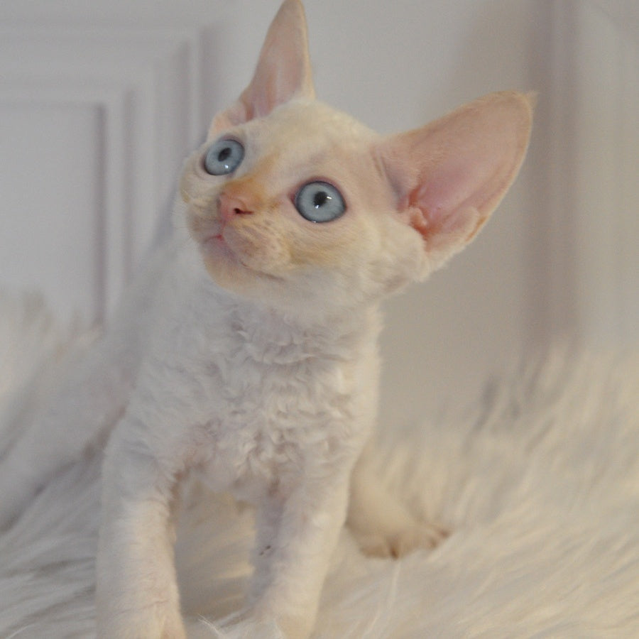 Armaf Devon Rex male, red pointed