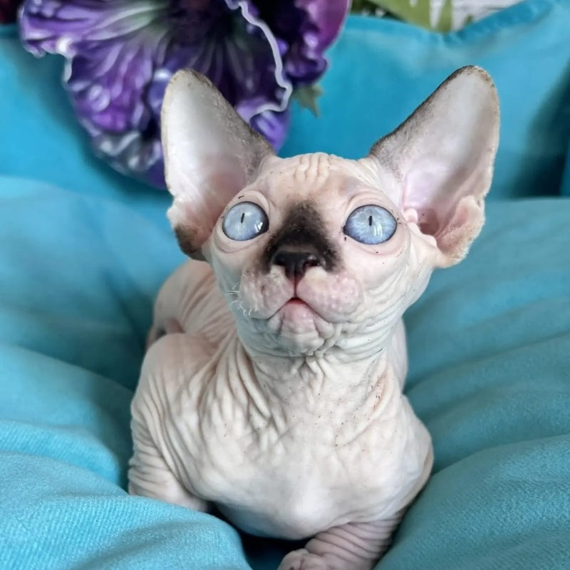 Bagrat Canadian Sphynx male, black pointed bicolour