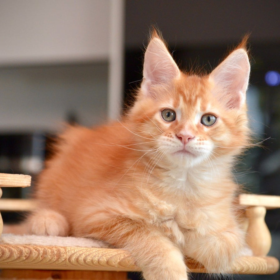 Yarion Maine Coon male, red tabby