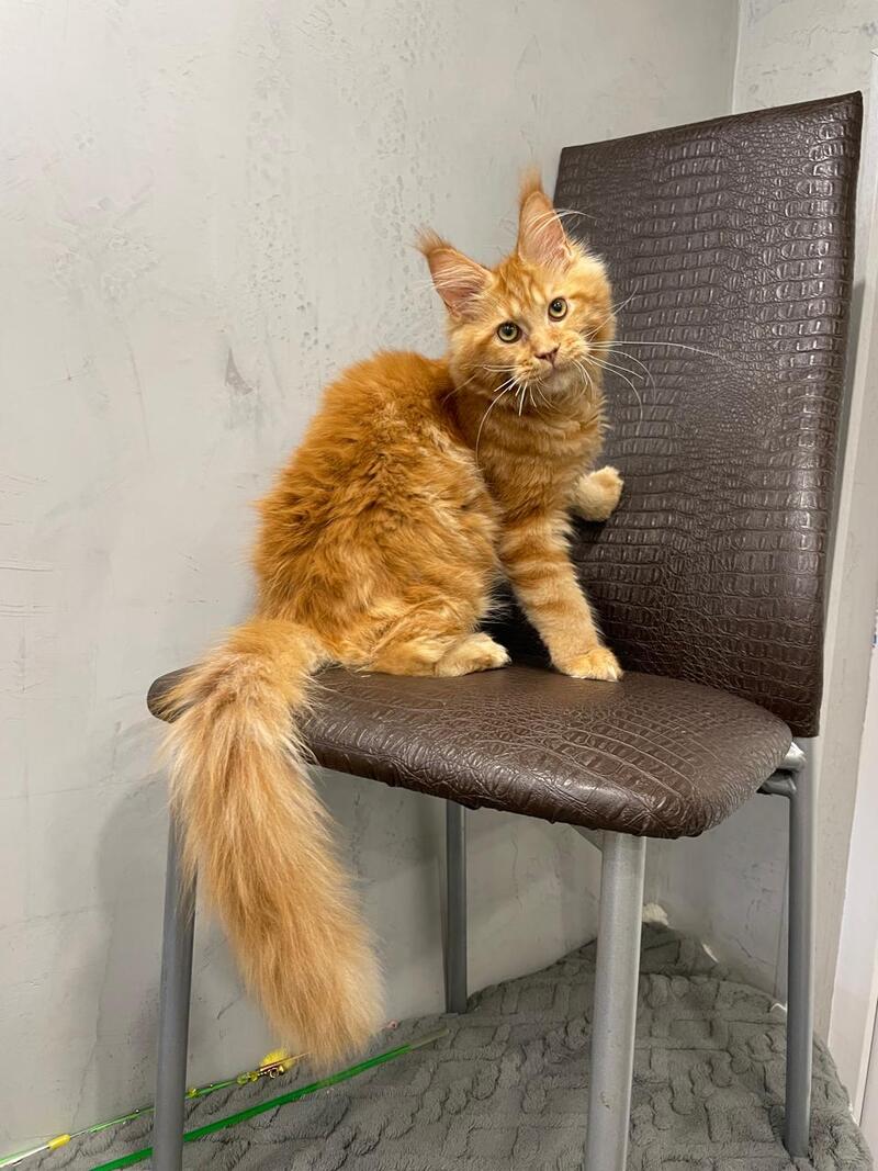 Jaguar Maine Coon male, red
