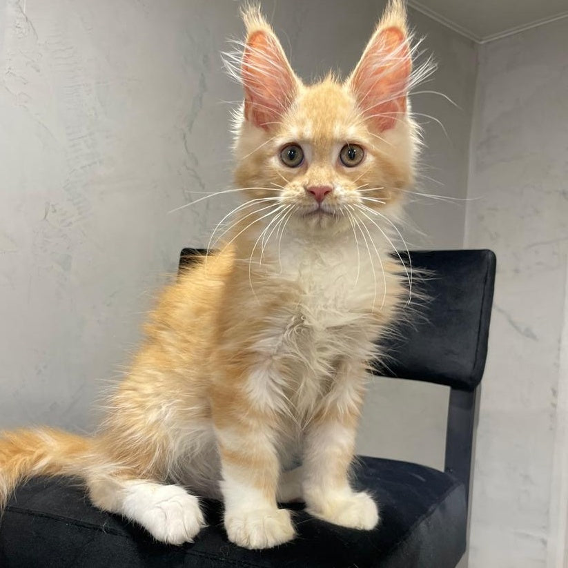 Nikita Maine Coon male, red silver with white