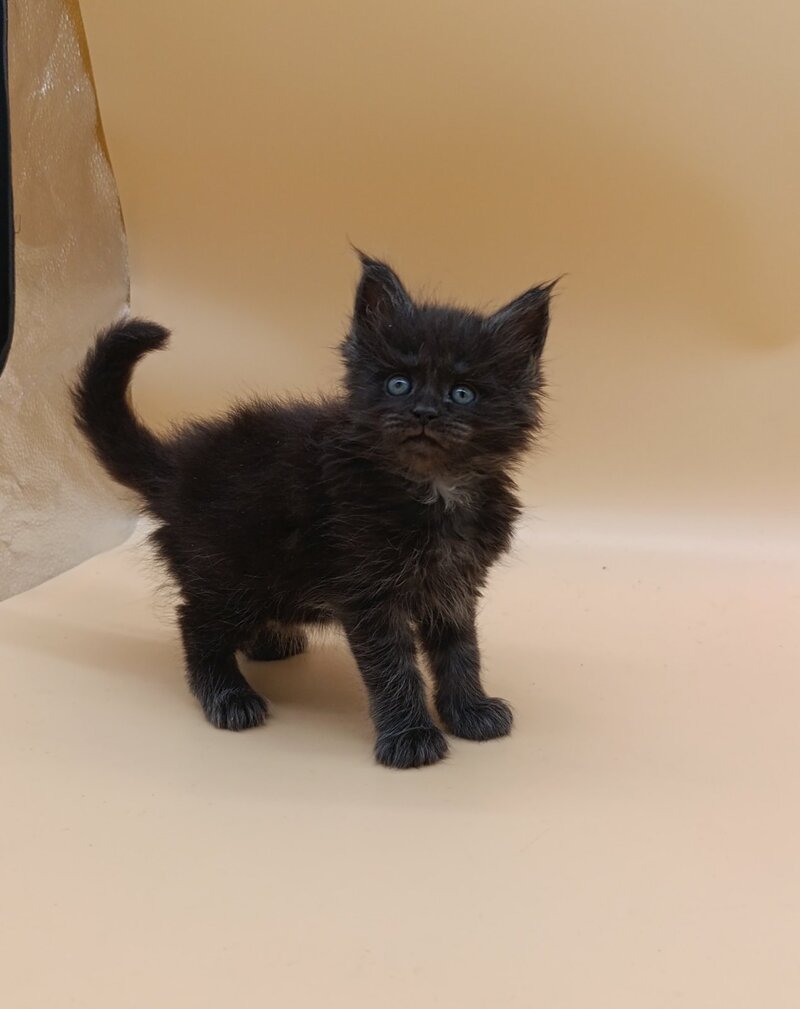 Isabelle Maine Coon female black silver live animals