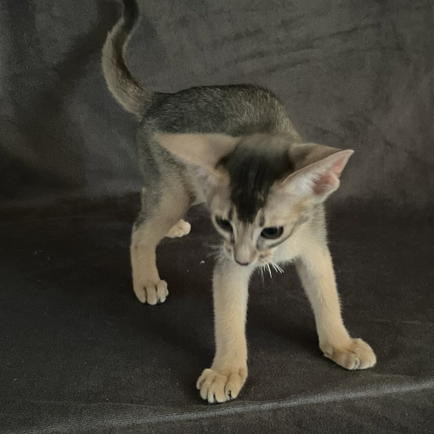 Fibi Abyssinian female, blue