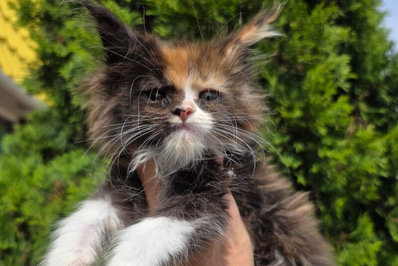 Osen Maine Coon female, black tortie bicolour
