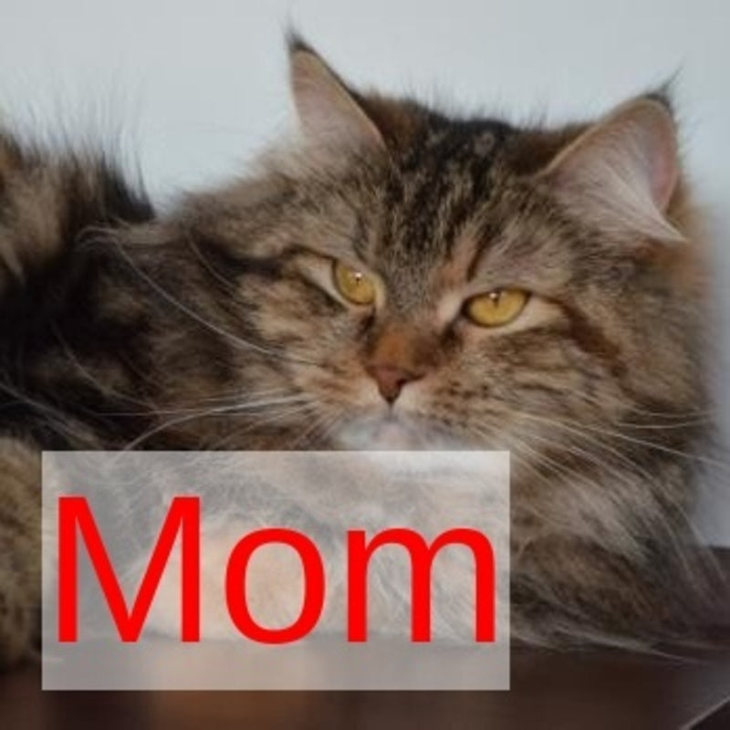 Tiffany Siberian female, black tabby
