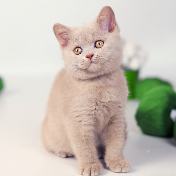 Milky British Shorthair female, fawn