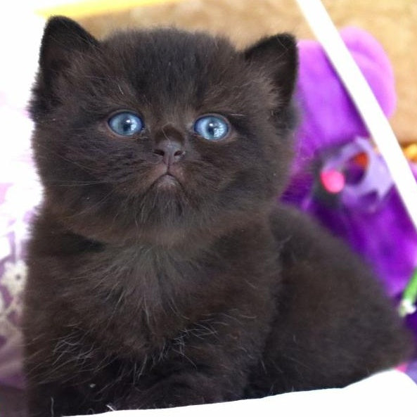 Nil British Shorthair male, black