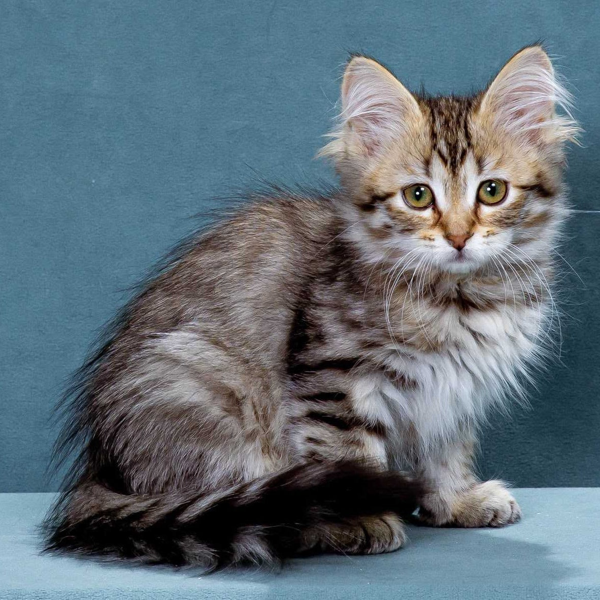 Ksusha Siberian female, black spotted tabby