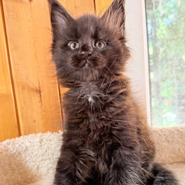 Olenna Maine Coon female, black with white