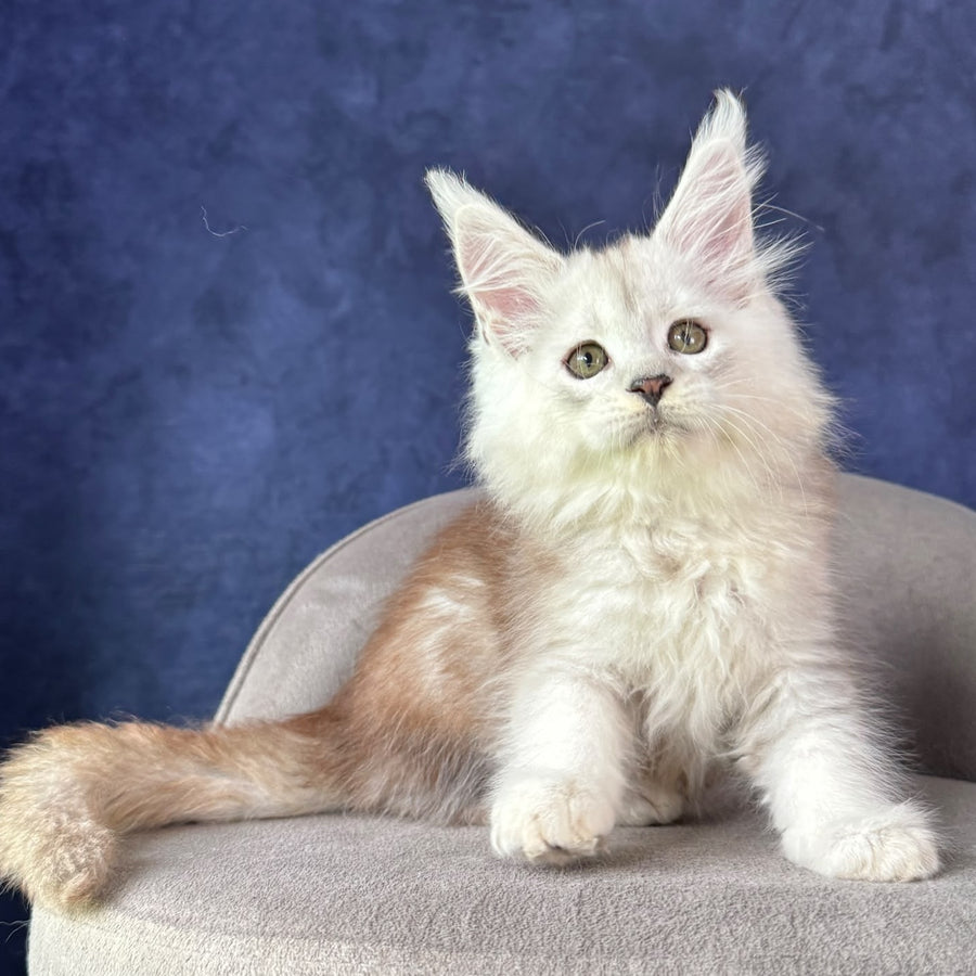 Tabatha Maine Coon female, black silver spotted tabby