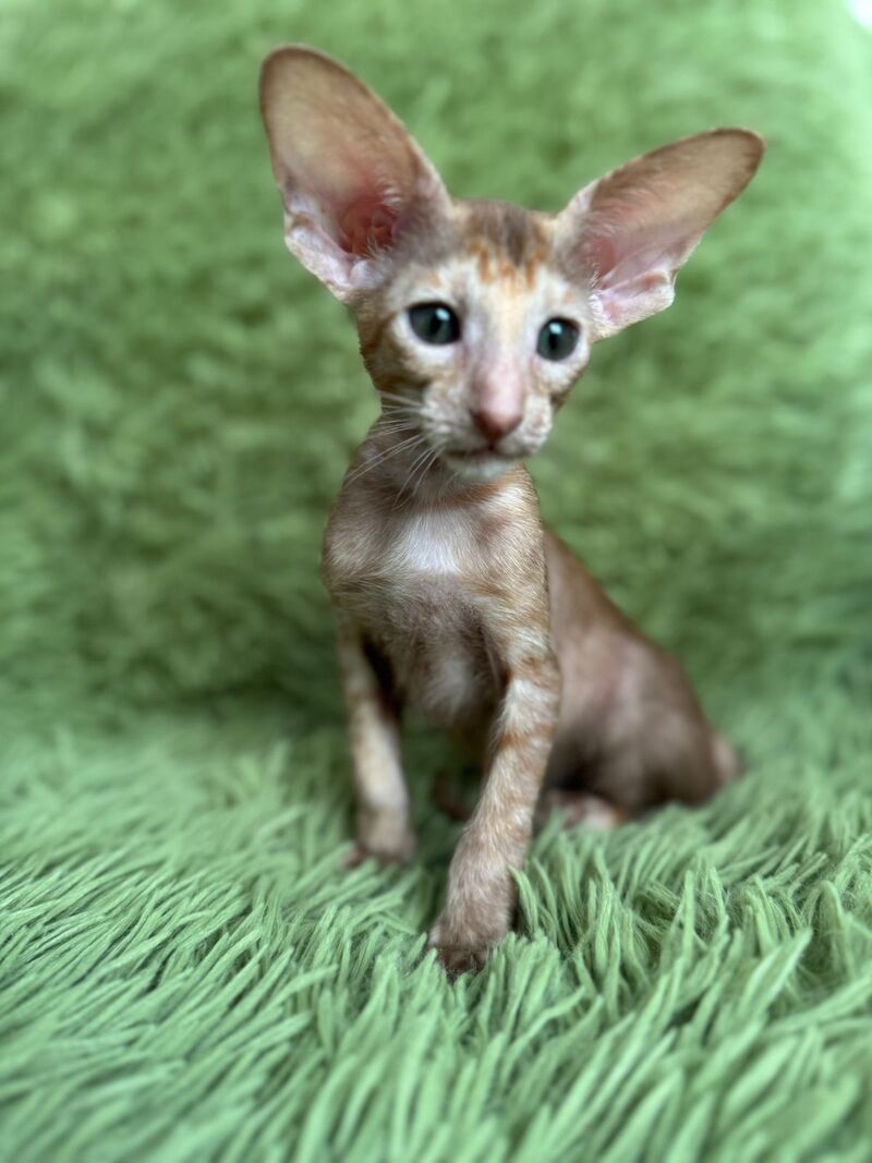 Luna Oriental Shorthair female cinnamon tortie - live animals
