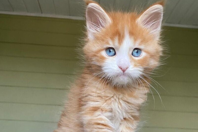 Tutti Frutti Maine Coon male, red tabby with white