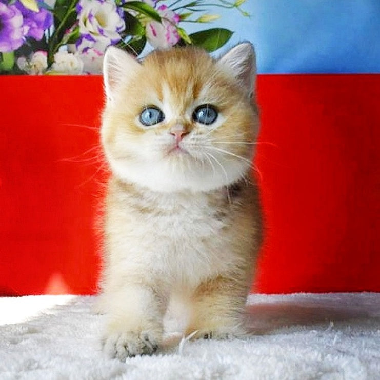 Thomas British Shorthair male, black golden shaded