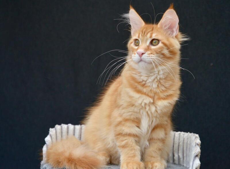 Velvet Maine Coon male red tabby - live animals
