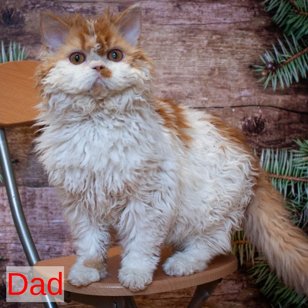 Gatsby Selkirk Rex male, black tabby with white