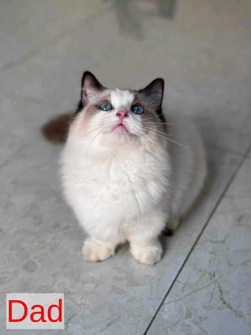 Michael Munchkin male, blue pointed tabby
