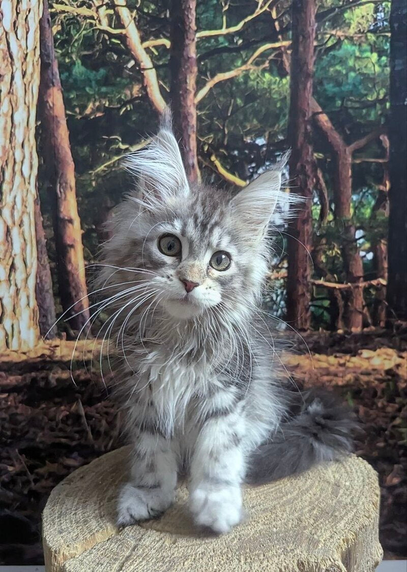Ursalina Maine Coon female, black silver tabby
