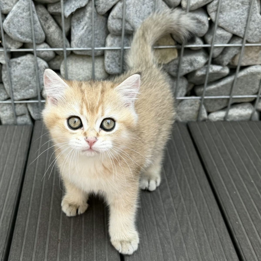 Kabachok British Shorthair male, black golden shaded