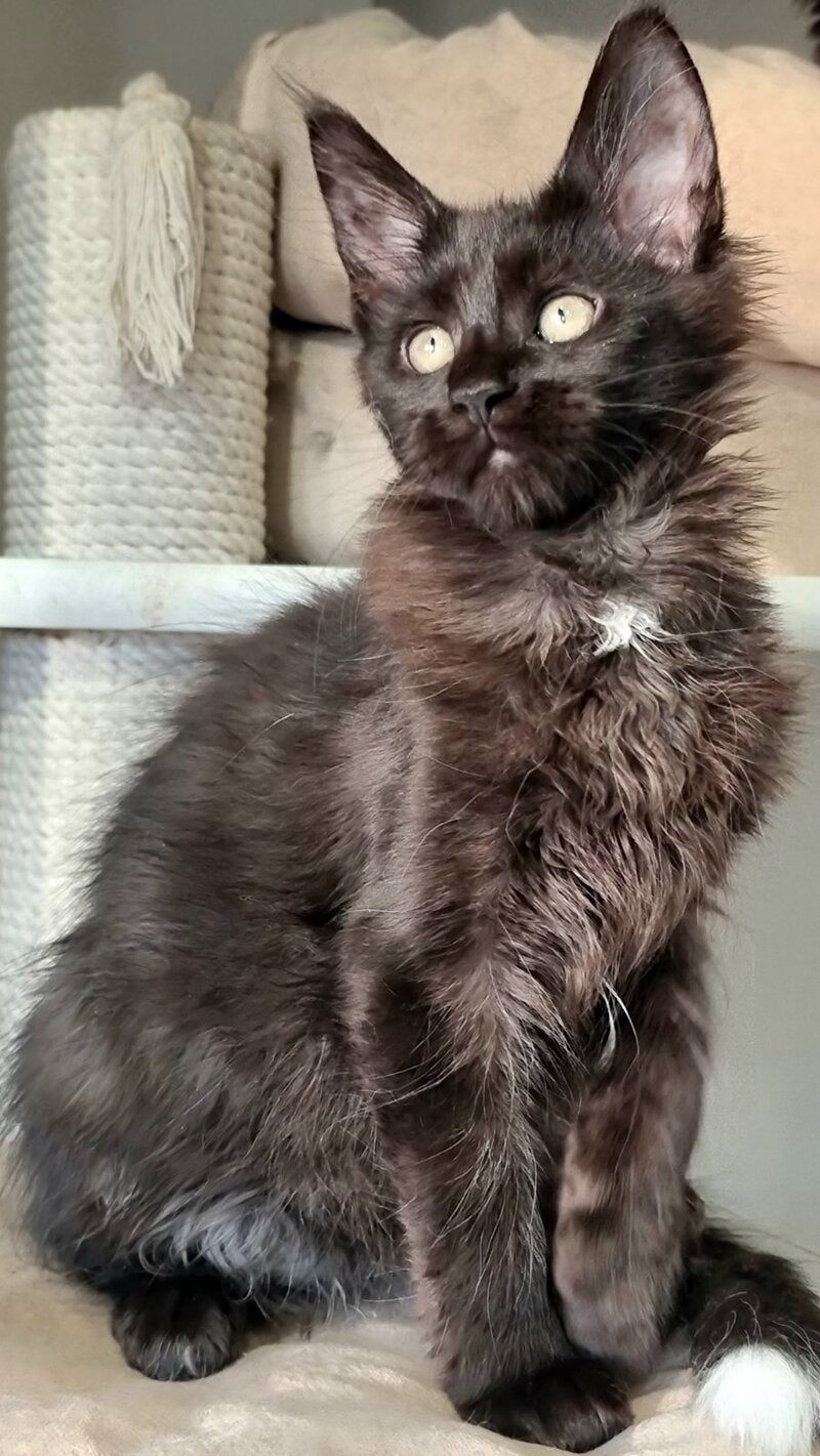 Debora Maine Coon female black with white - live animals