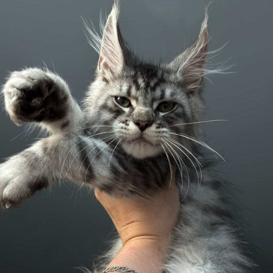 Daiquiri Maine Coon male, black silver spotted tabby