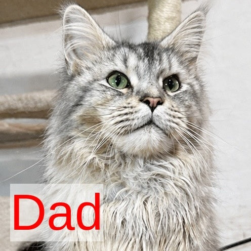 Adam Maine Coon male, red with white