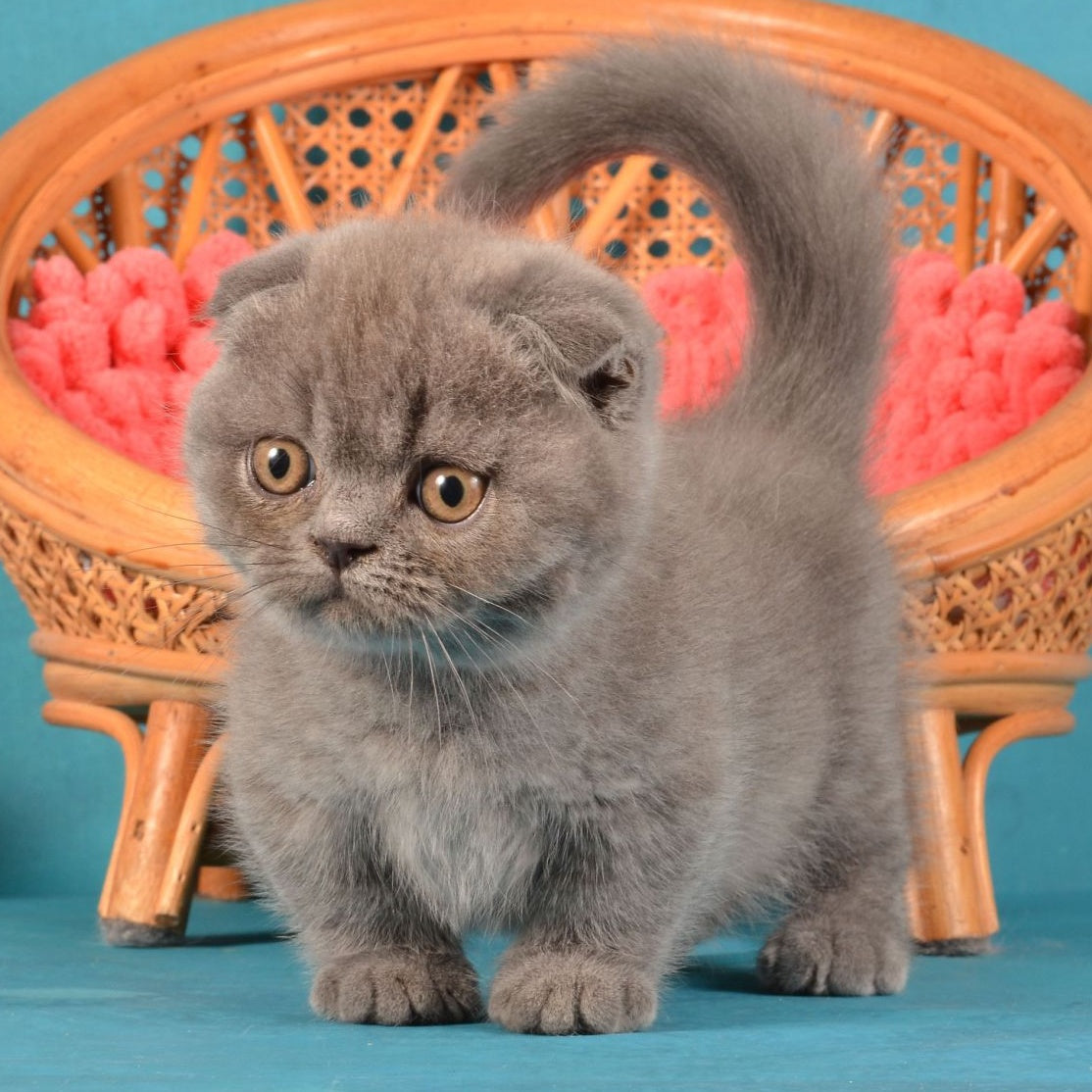 Muffin Munchkin male, blue