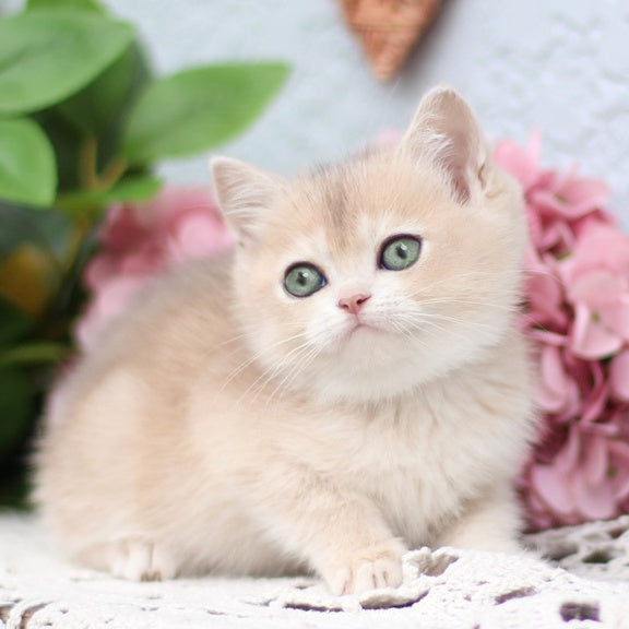 Cindy British Shorthair female, blue golden shaded