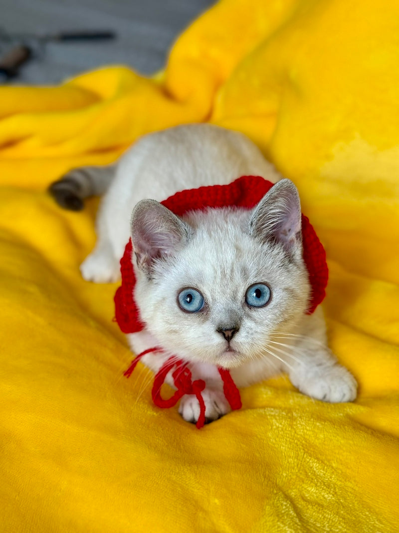 Naytiri Munchkin female black silver tabby pointed - live animals