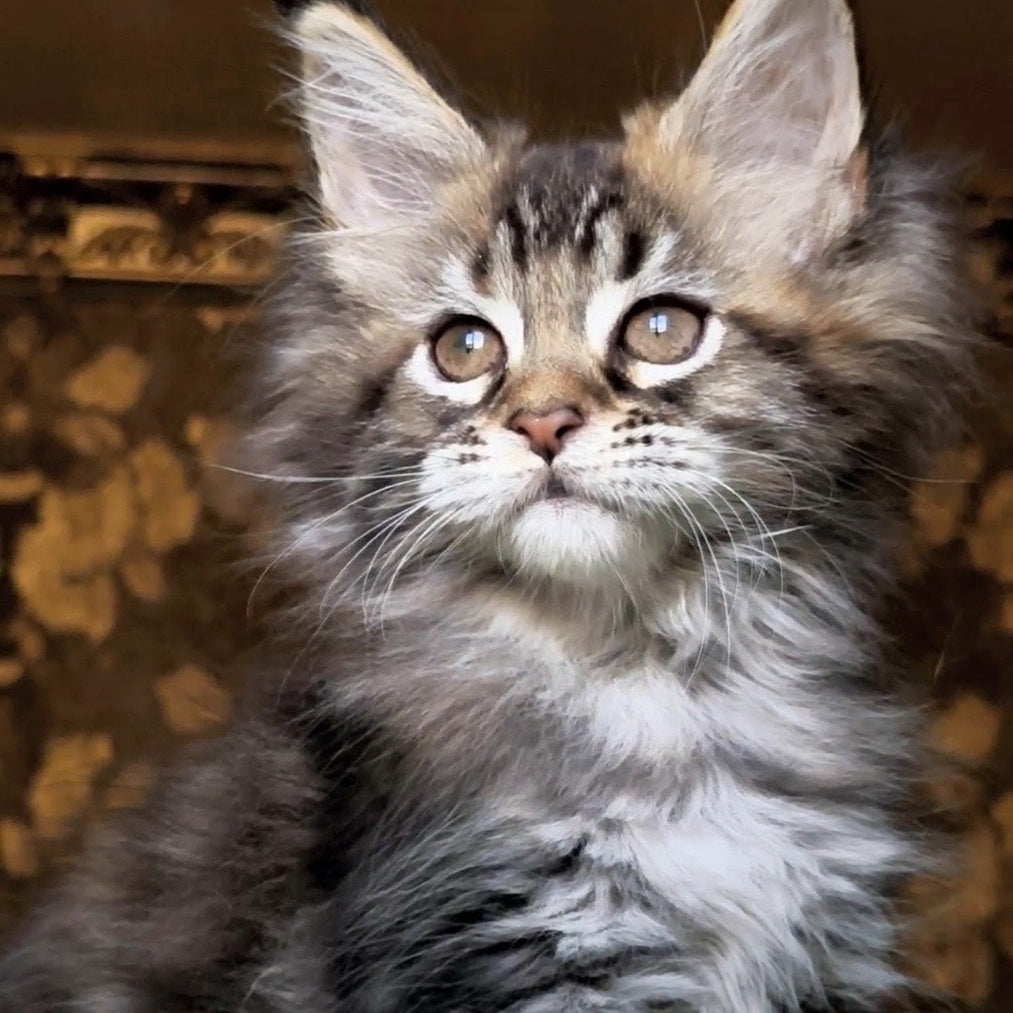 Iriska Maine Coon female, black tortie tabby