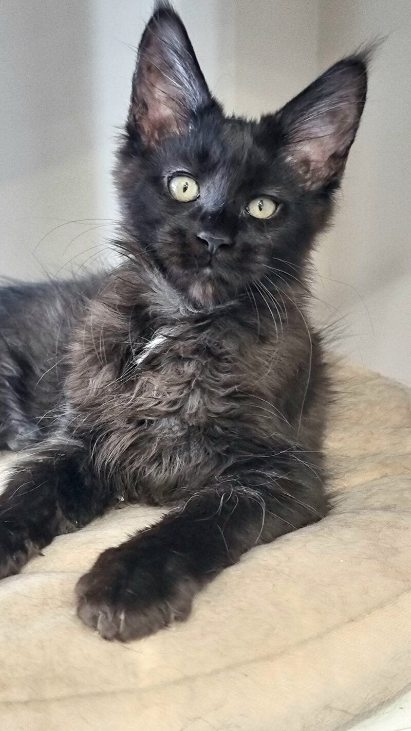 Debora Maine Coon female black with white - live animals