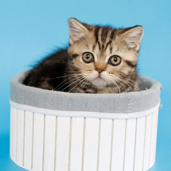 Yanessa British Shorthair female, black tabby