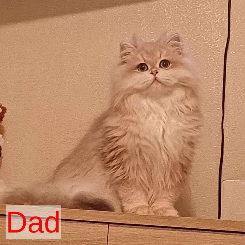 Major British Shorthair male, lilac golden chinchilla