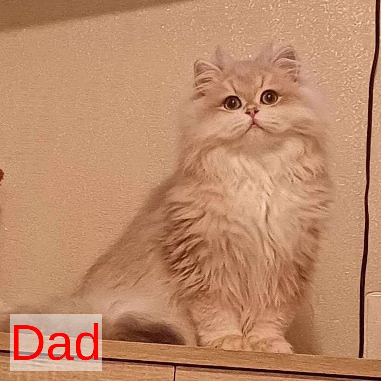 Kaiser British Longhair male, blue golden chinchilla