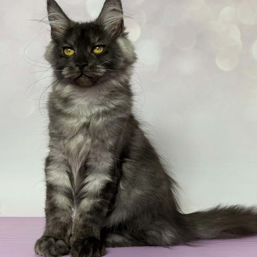 Aurora Maine Coon polydactyl 7x6x5x5 female, black silver