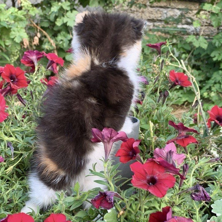 Zlata Exotic female, black tortie bicolour