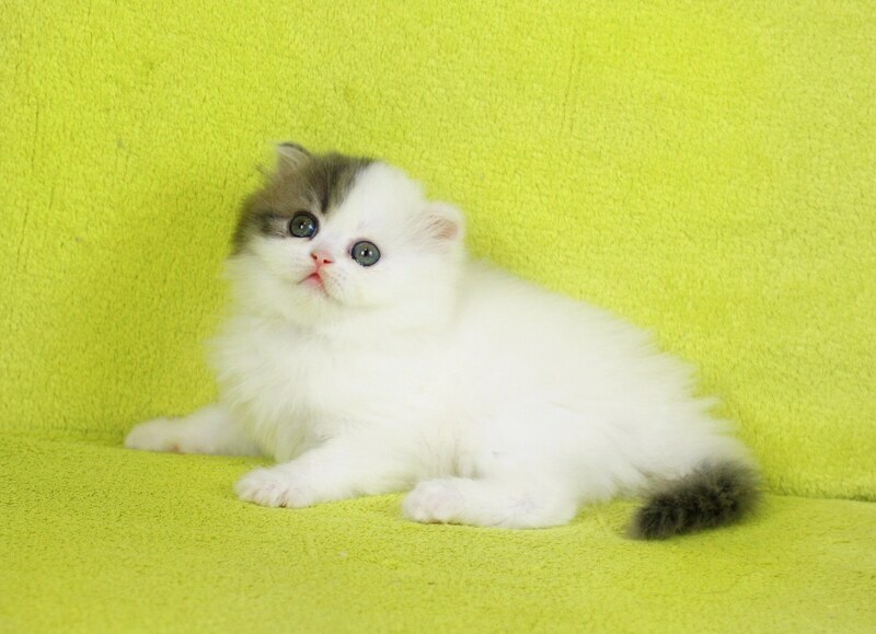 Fantasia Scottish Straight female, blue tabby van