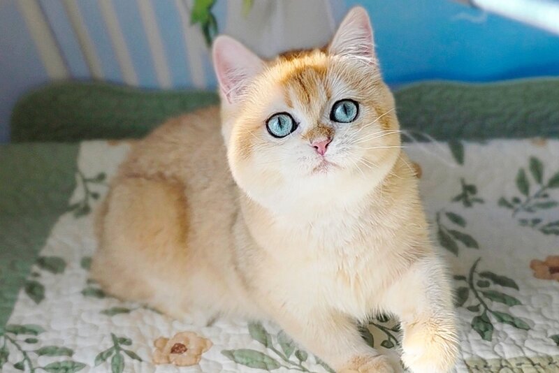 Cindy British Shorthair female, black golden chinchilla