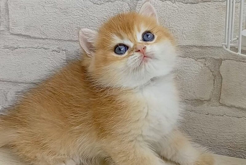 Markiz British Shorthair male, black golden chinchilla