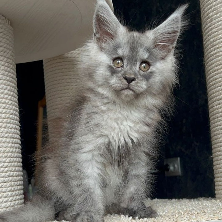 Оlea Maine Coon female, black silver