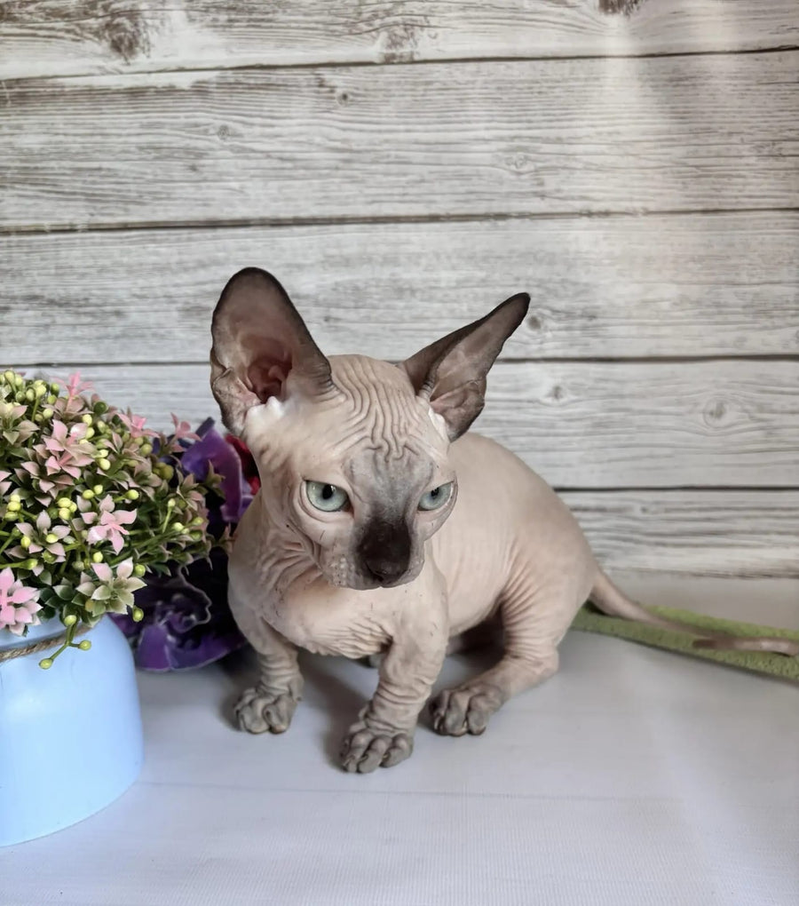 Richi Bambino male black pointed - live animals