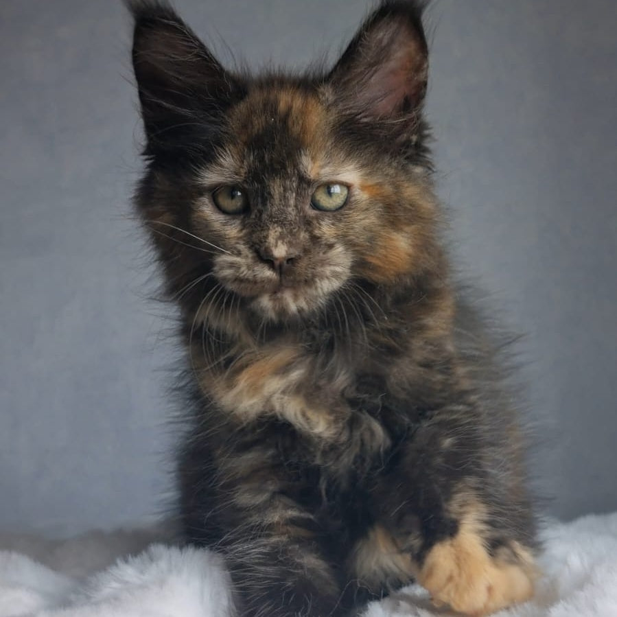 Pandora Maine Coon female, black tortie
