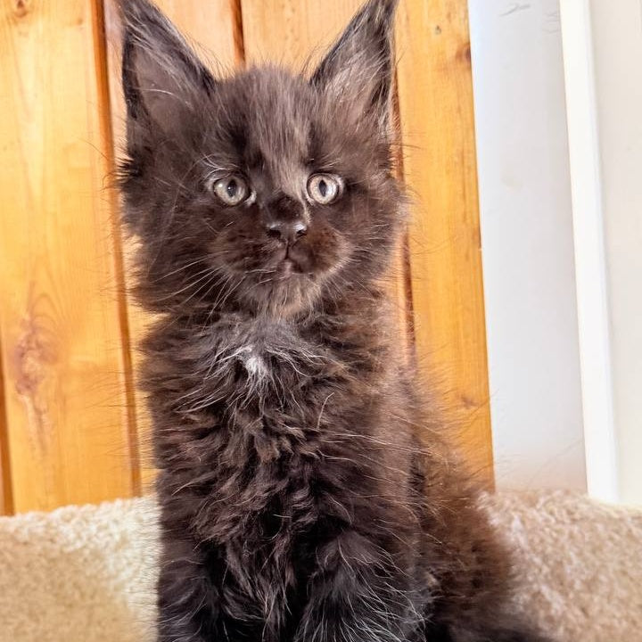 Olenna Maine Coon female, black with white