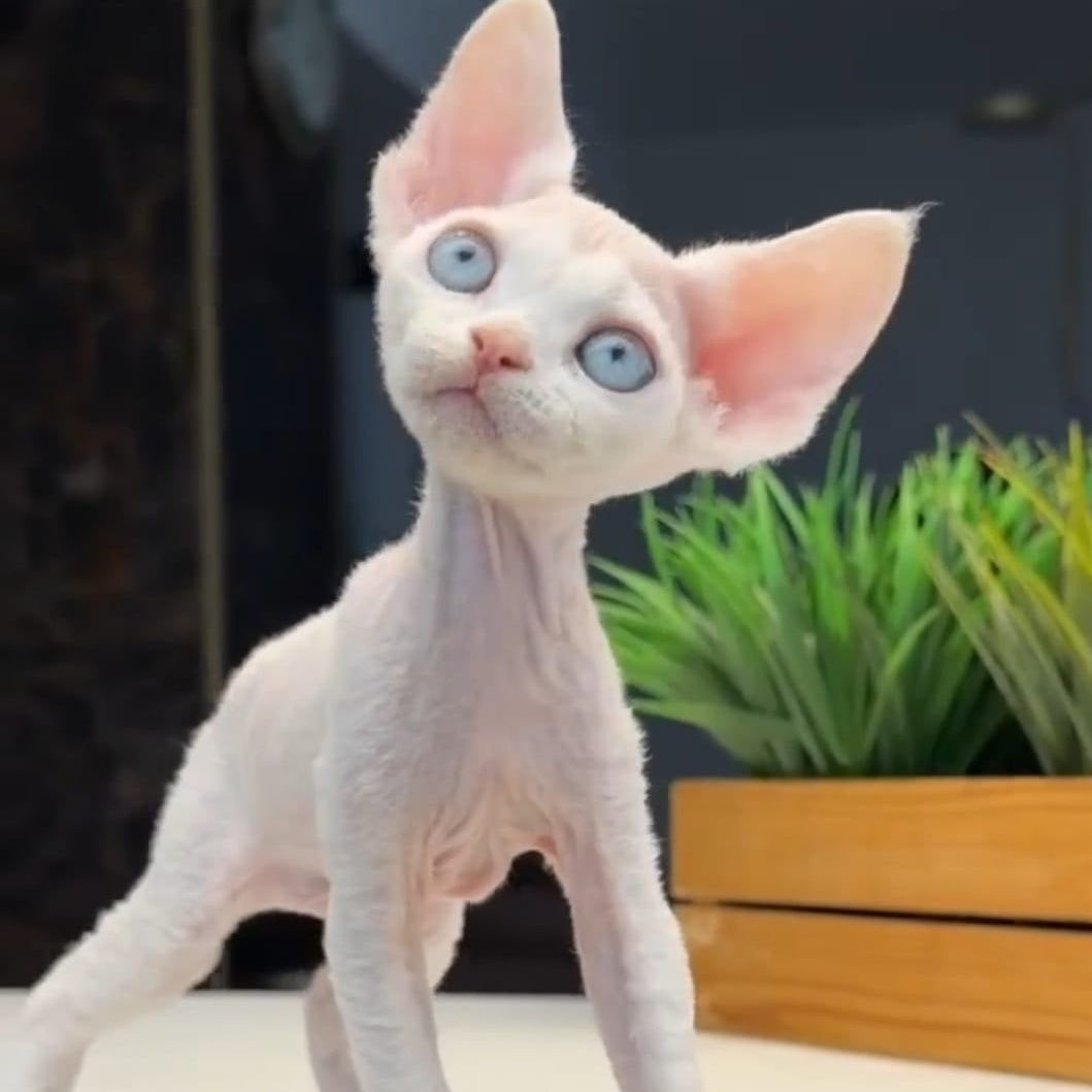 Snow Devon Rex female, white