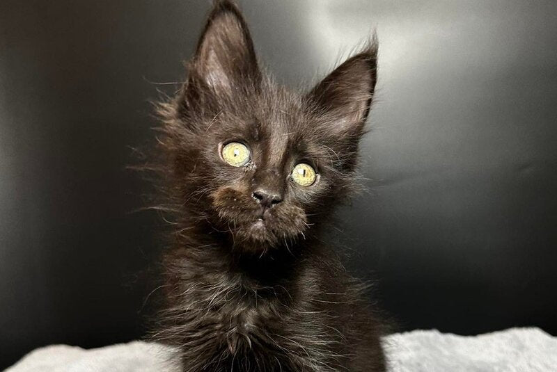 Boston Maine Coon male black - live animals