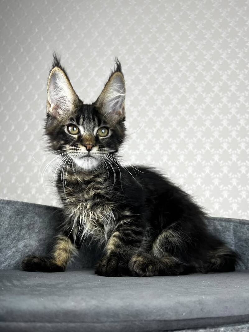 Necko Maine Coon male, black tabby
