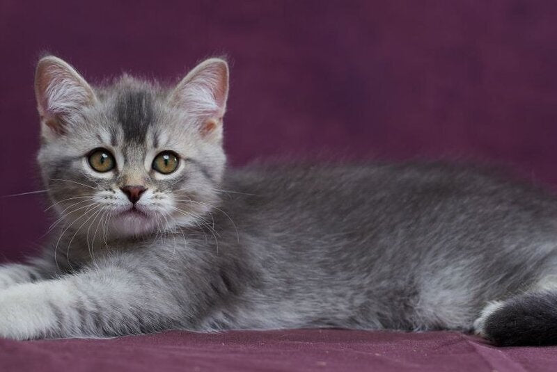 Eustace Scottish Straight male blue silver ticked tabby - live animals