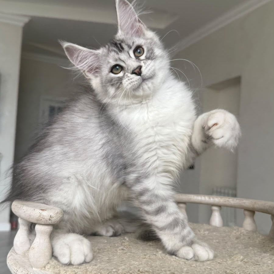 Pegasus Maine Coon male, black silver tabby