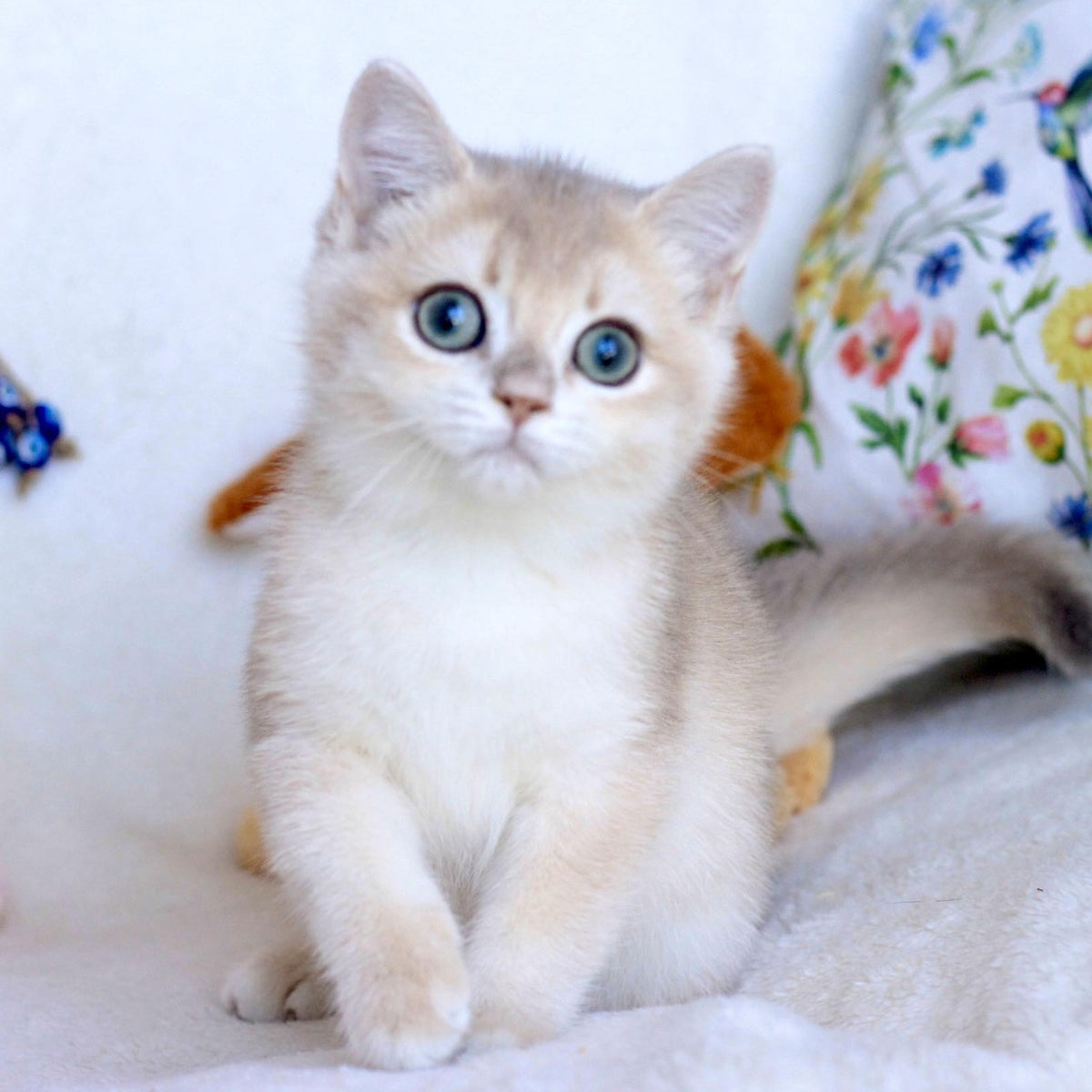 Webster British Shorthair male, blue golden chinchilla