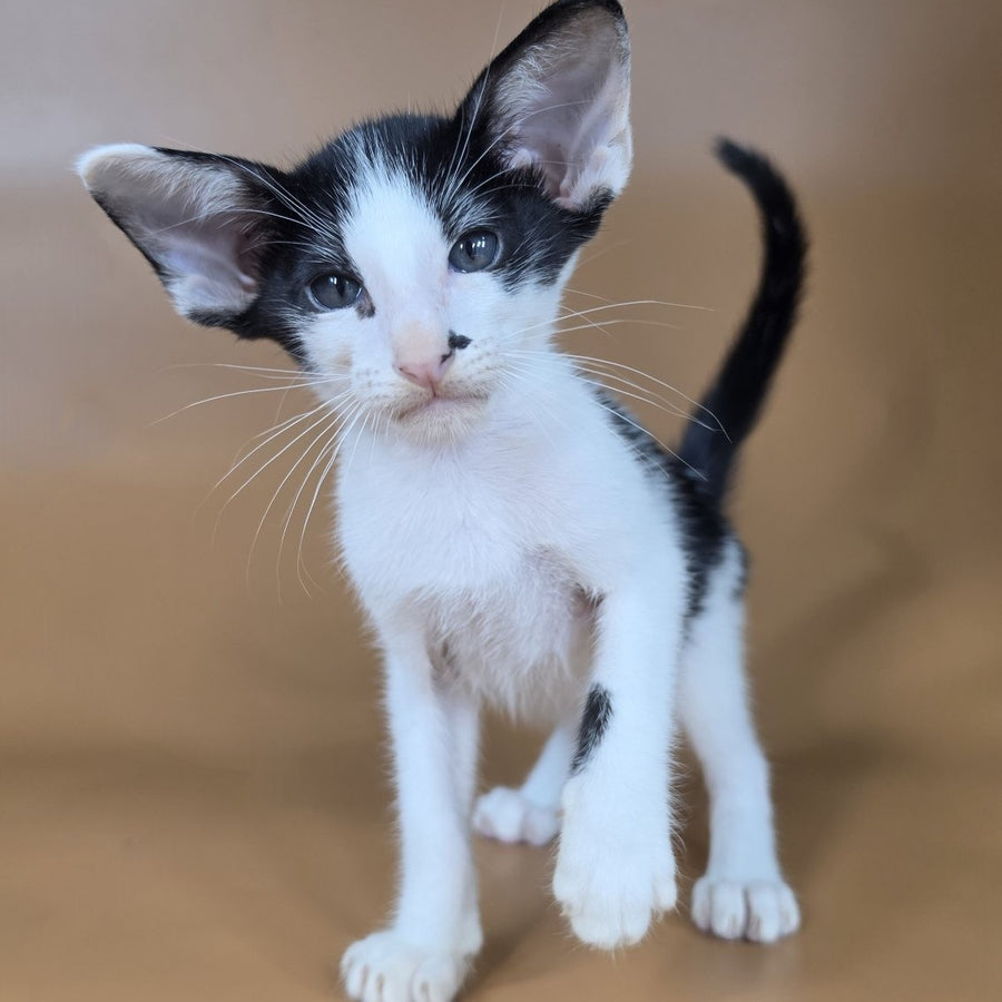 Asher Oriental Shorthair male, black bicolour